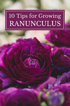 purple flowers with the words 10 tips for growing ranunculas in white text