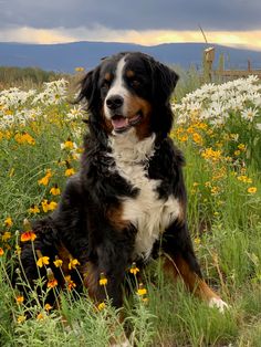 a dog sitting in the middle of a field full of wildflowers and daisies