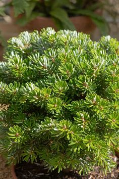 a close up of a small green plant in a pot