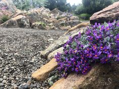 purple flowers are growing out of the rocks