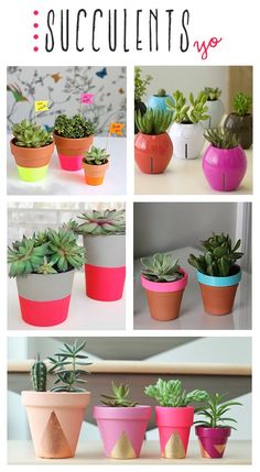 several different types of succulents in pots on a table with text overlay