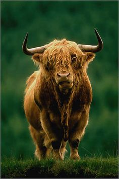 a brown bull with long horns standing in the grass