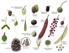 an image of different types of plants and berries