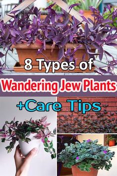 the 8 types of wandering jew plants care tips