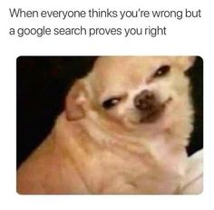 a dog that is looking at the camera with caption saying, when everyone thinks you're wrong but a google search proves