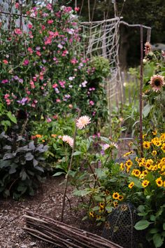 a garden filled with lots of different types of flowers