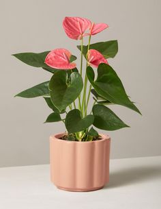 a potted plant with pink flowers in it