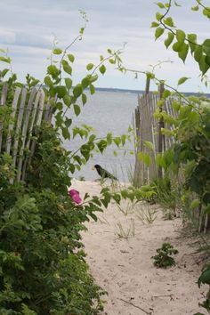 the path to the beach is lined with green plants and bushes, along with a wooden fence