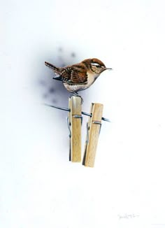 a small bird perched on top of a wooden post next to a pair of scissors