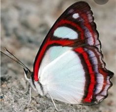 a red and white butterfly sitting on the ground