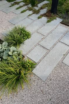 some plants are growing on the side of a stone path in front of a mailbox