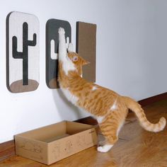 an orange and white cat standing on its hind legs in front of a cardboard box