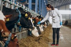 a woman in white coat and blue gloves standing next to cows eating from troughs