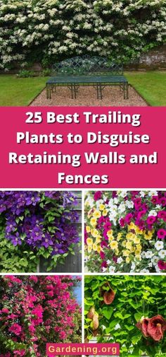 several different types of flowers and plants with the words 25 best trailing plants to discuss retaining walls and fences