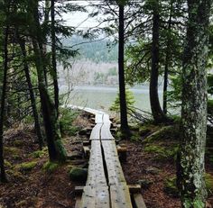 a wooden walkway in the woods leading to a lake