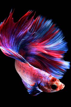 a red and blue siamese fish with its tail curled up in the air, against a black background