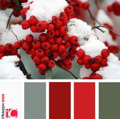 the color scheme is red and gray, with berries on it's branches covered in snow