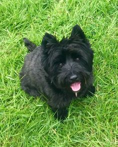 a small black dog laying in the grass