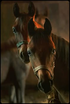 two brown horses standing next to each other