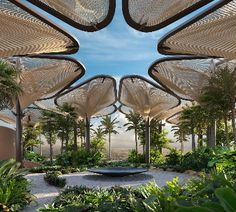 an outdoor area with lots of trees and plants on the ground, surrounded by umbrellas