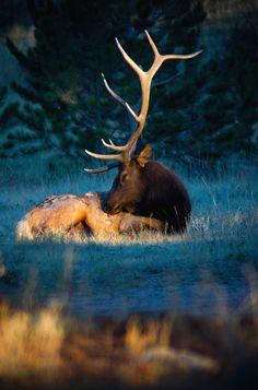 a large elk laying down in the grass