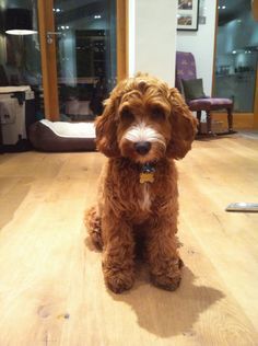 a brown dog sitting on top of a wooden floor