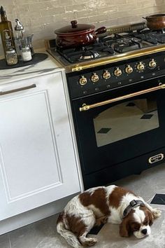 a brown and white dog laying on the floor next to an oven in a kitchen