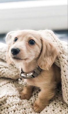 a small brown dog sitting on top of a bed covered in a knitted blanket