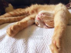 an orange and white cat laying on top of a bed