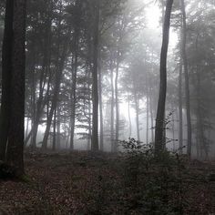 foggy forest with trees and leaves on the ground