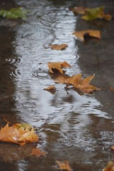 the leaves are on the ground in the rain