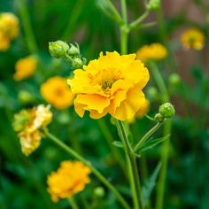 yellow flowers are blooming in the garden