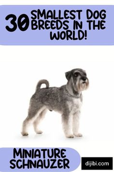 the miniature schnauzer dog is standing in front of a white background with text that reads 30 smallest dog breeds in the world