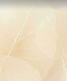 the texture of white leaves is shown in close up, as if it were painted on paper