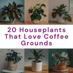 there are many houseplants that love coffee grounds and they're easy to care for