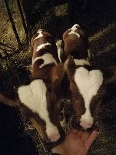 three brown and white cows standing next to each other