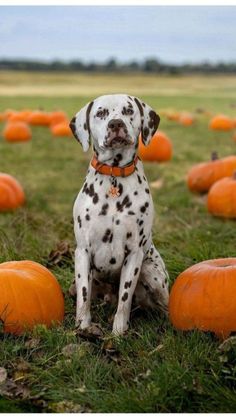 a dalmatian dog sitting in the grass next to pumpkins