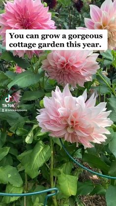 some pink flowers and green leaves with a quote on the bottom that says, you can grow a gorgeous cottage garden this year