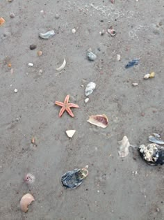 starfish and seashells on the sandy beach