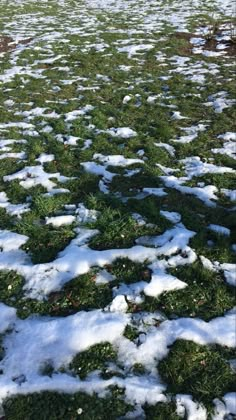 the grass is covered with snow and green plants