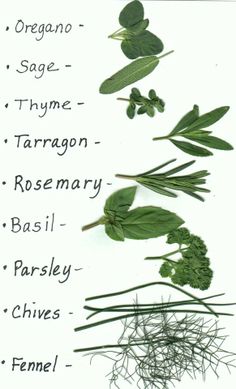 an image of different types of herbs