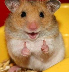 a brown and white hamster sitting on top of a yellow chair with its paws in the air