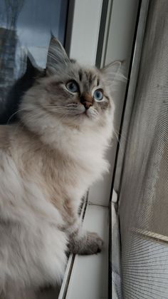 a cat with blue eyes sitting on a window sill