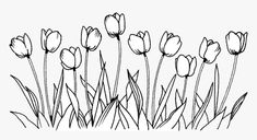 black and white drawing of tulips