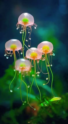 three jellyfish swimming in an aquarium with green algaes and water droplets on them