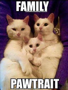 three white cats sitting on top of each other with caption that reads, family