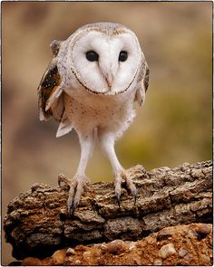 an owl sitting on top of a tree branch