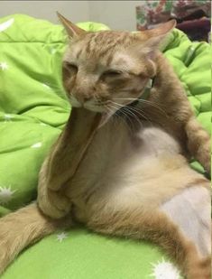 an orange cat sitting on top of a green pillow with white stars around it's neck