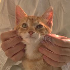 an orange and white cat is being petted by someone's hands while wearing a white lace dress