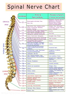 Spinal Nerves Anatomy, Nerve Anatomy, Nervus Vagus, Spinal Nerve, Reflexology Chart, Spine Health, Medical Knowledge, Spinal Cord, Nerve Pain